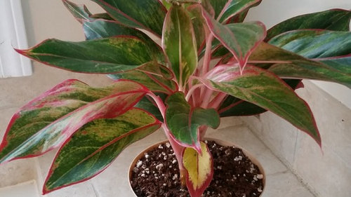 Yellow Patches On Red Aglaonema No Longer Glossy
