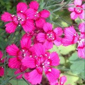 Caroline Zolowicz's photo