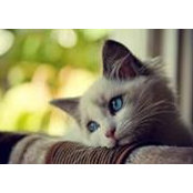 Reham Abou Alfadel's photo