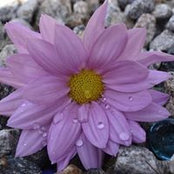 Urszula Pluszynski's photo