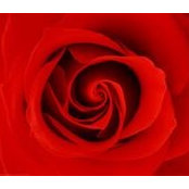 Rosy Aurora's photo