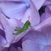 Foto de Marlene Strube
