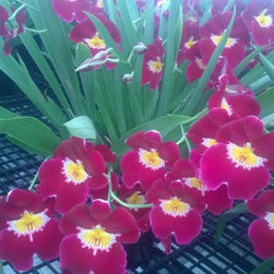 orchids - Products
