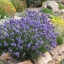 Xeric Garden