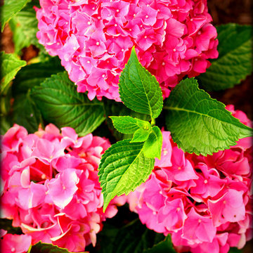 Landscaping Highlights