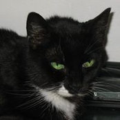Tom Ellis's photo