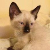 Kitty Childerss foto