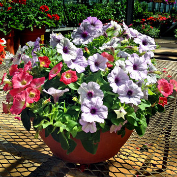 Container Gardening Ideas