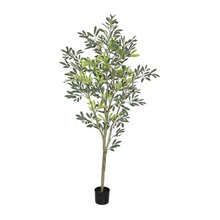 plants