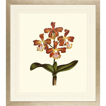Orchids on Light Cream Framed Art Print, 24.75"x27.625"