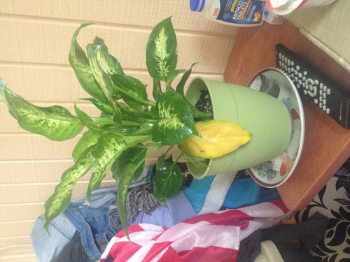 Yellow Droopy Leaf On Dieffenbachia Compacta