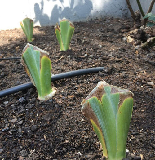 Newly planted irises do I cut off the brown leaves?