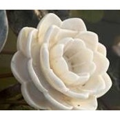 Lynne Steenkamp's photo