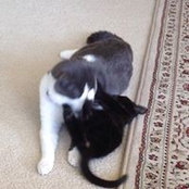 Joey Merritt's photo