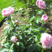 Debbie Buchanan's photo