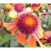Laura Baima's photo
