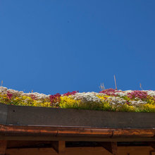 green roof