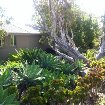 Design Build: Vista Botanical Home