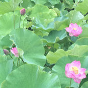 Sakiko's photo