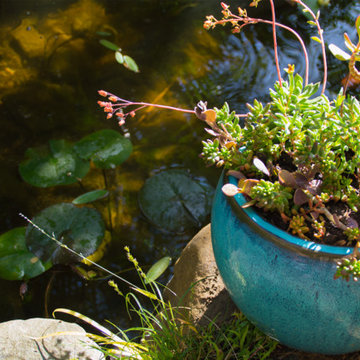 Drought Tolerant Koi Pond and Landscaped Backyard!