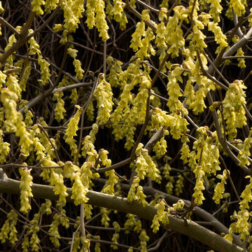 Spike Winter-Hazel