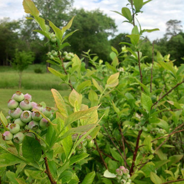 Glendale: 20 years of Soul Conservation, near Somerset, VA