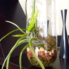 Air plant terrarium