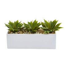 House Plants