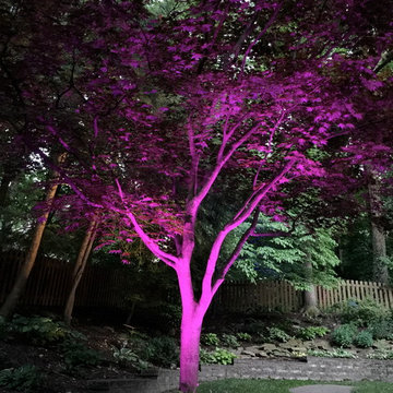 Colored LED lighting