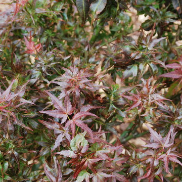 Acer palmatum 'Kurenai Jishi' (Black Lion)