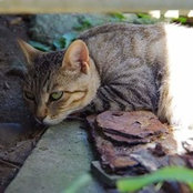 Akane Suzuki's photo