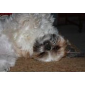 Alexis Bauman's photo