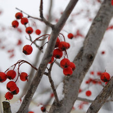 Leuchtfeuer im Garten: Mit roten Beeren gegen das Einheitsgrau