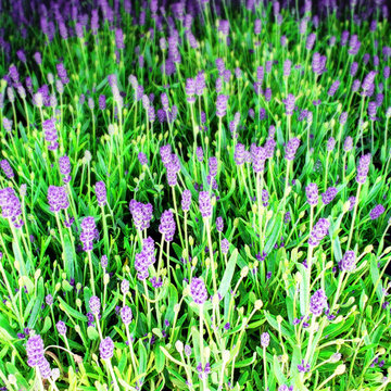 Lovely Lavender Fragrance