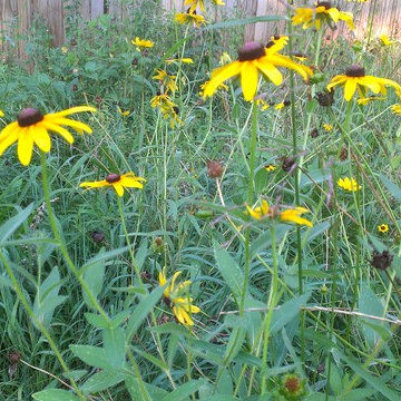 Home Garden Design