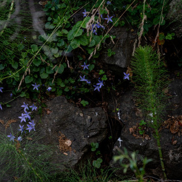 Creekside Restoration Featuring Colorful Native and Cultural Plantings