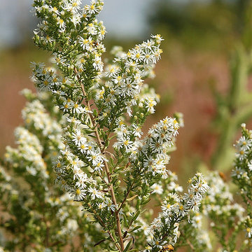 Heath Aster