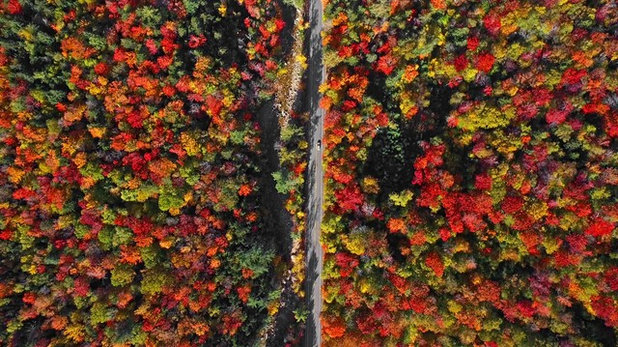 Houzz TV: Drone Video of Fall Leaves in New England Will Lift Your Soul