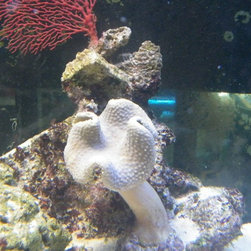 Fresh water and marine fish - Products