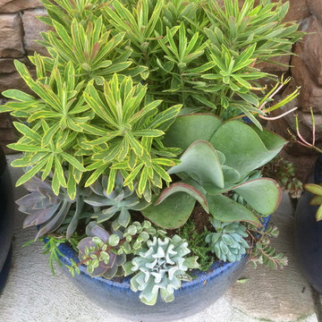 Container Gardens