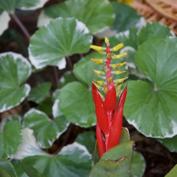 Bromeliad Aechmea as Tropical focal point.
