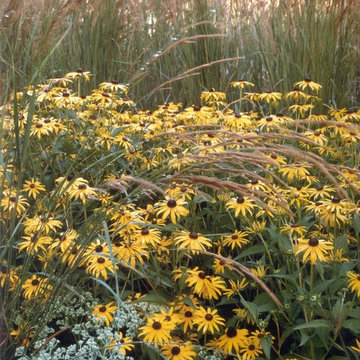 Butterfly Meadows