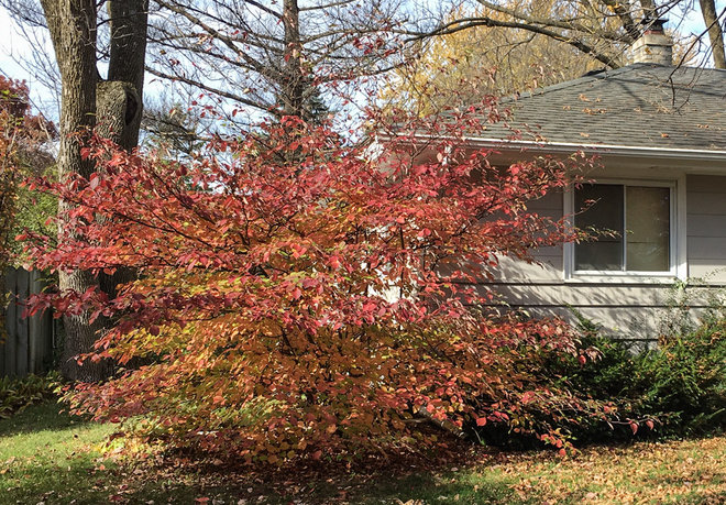 8 Shrubs That Will Attract Wisconsin Wildlife to Your Garden