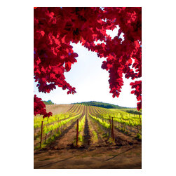 Douglas Page Photographic Arts - Red Leaf Vineyard, V, Canvas Giclee, 24"x36" - Prints And Posters