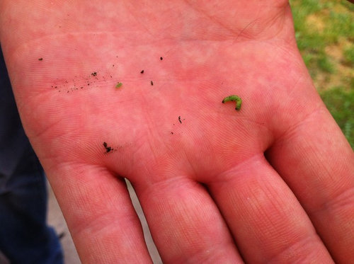 Tiny Green Bugs Tiny Green Caterpillars And Black And Red Bugs