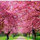 roseanne_drespel