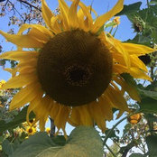 smiley67s foto