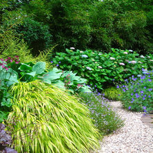 Shade Garden