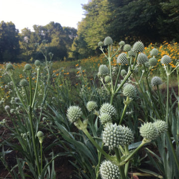 Eryngium yuccifolium (Rattlesnake Master) This plant is a power house for pollin