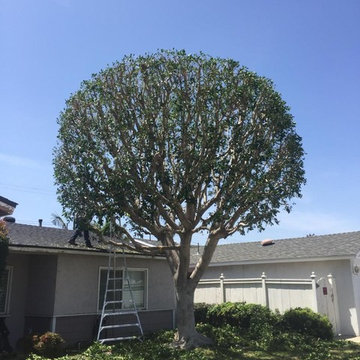 Ficus Tree Trimming